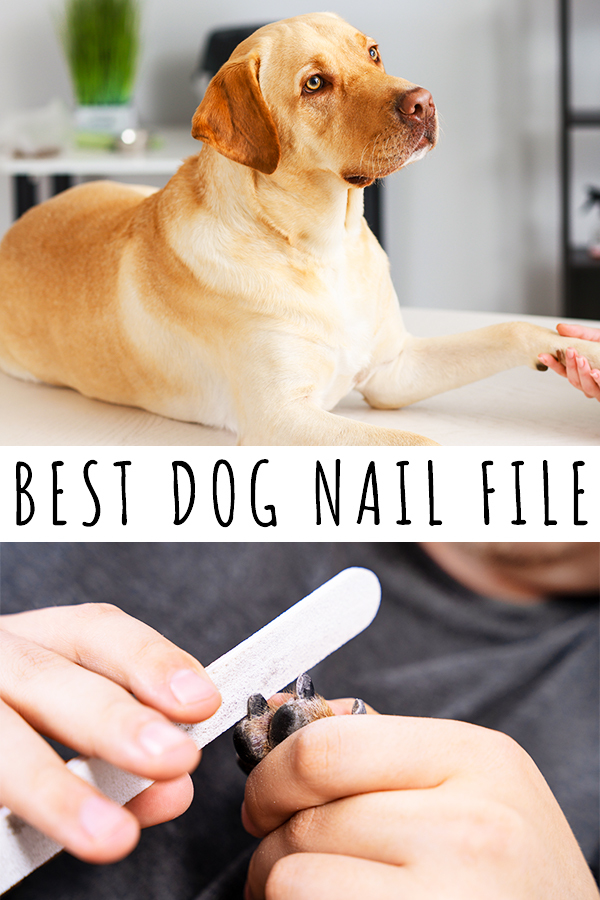 best dog nail file