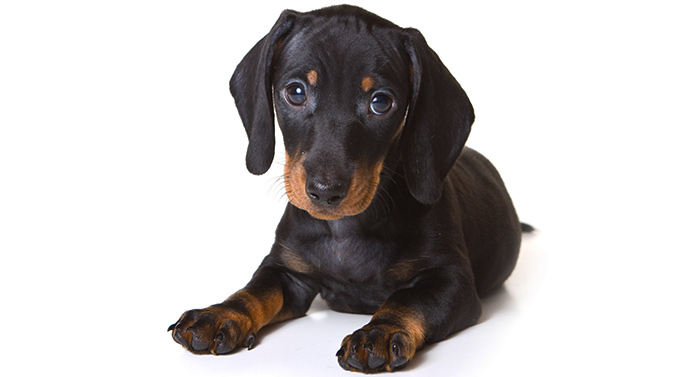 black dachshund stuffed animal