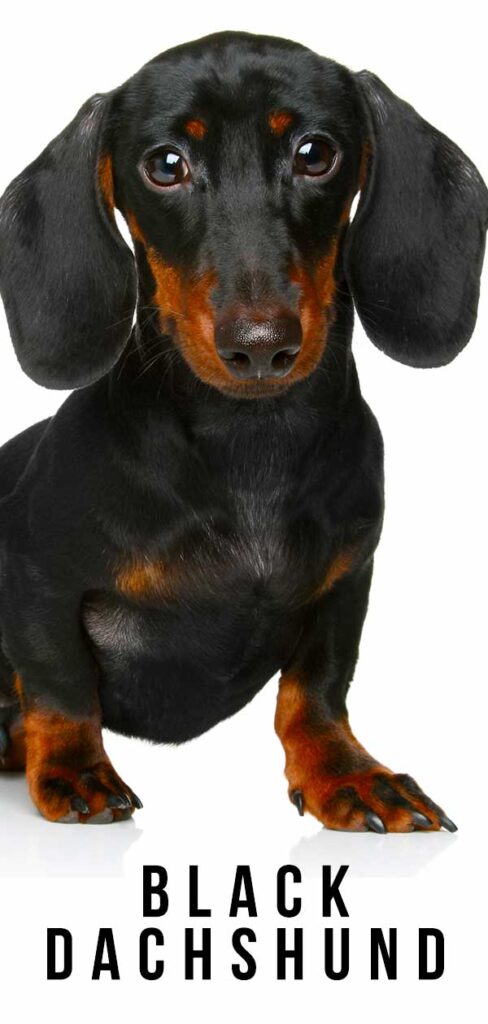 black dachshund stuffed animal