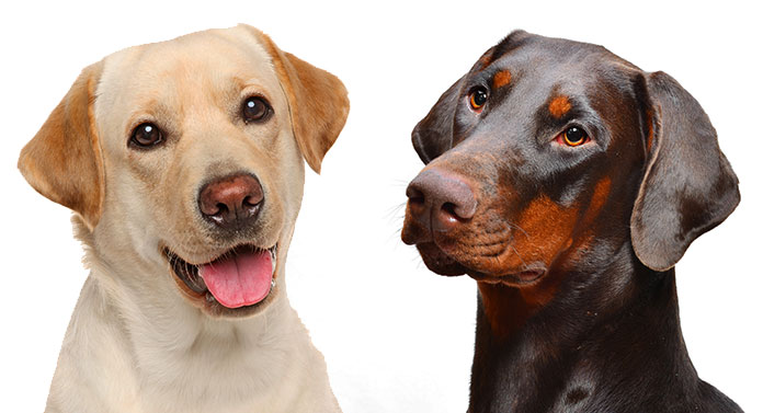 doberman and lab mix