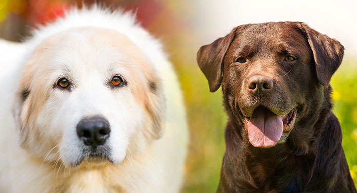 great pyrenees black lab mix full grown