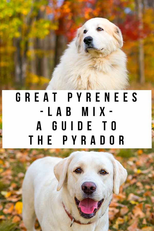 great pyrenees lab mix