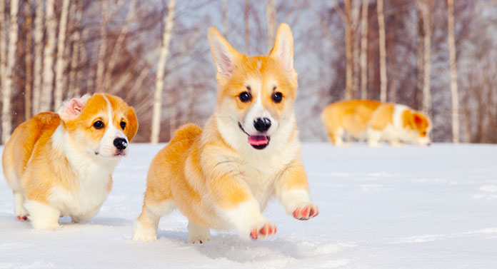 how long do female corgis live