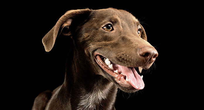 Weimaraner store labrador retriever