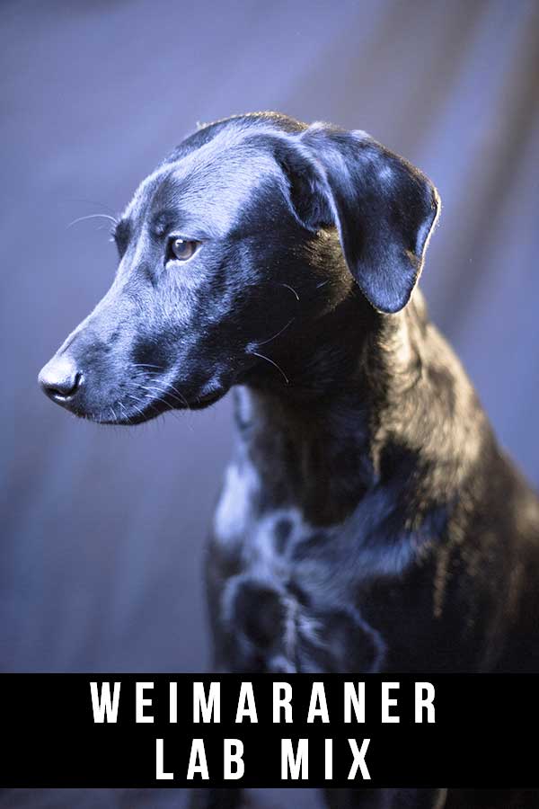 Weimaraner Lab mix