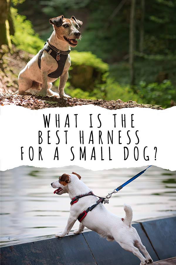 What Is The Best Harness For A Small Dog? Reviewing The Options