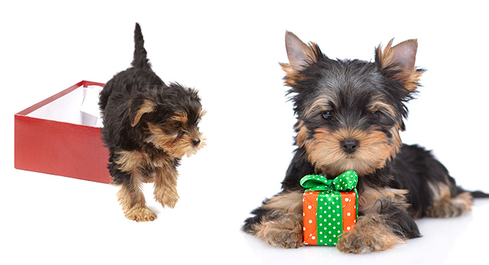 Yorkie Gifts - Top Presents For Yorkshire Terrier Lovers