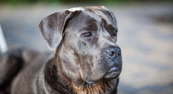 how big will a lab mastiff mix get