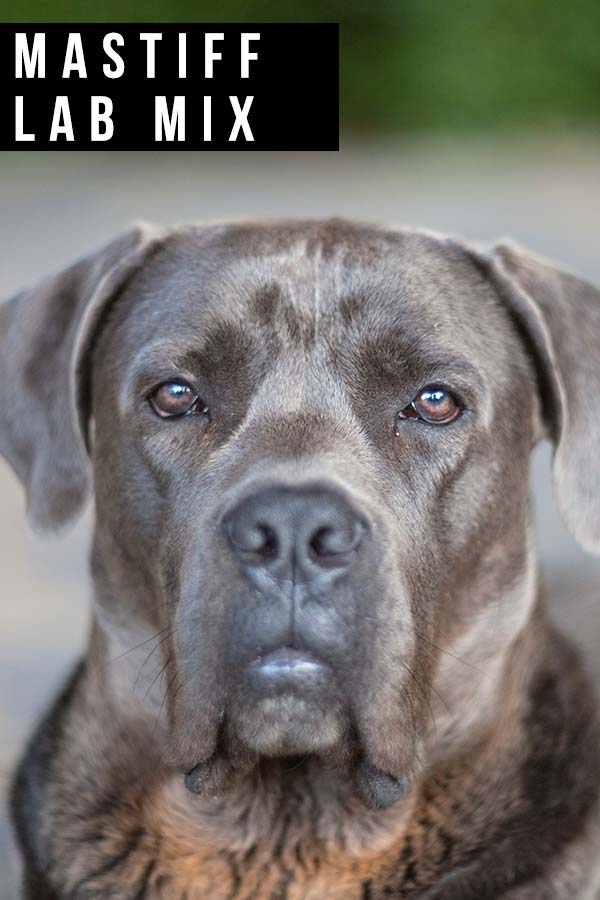 how big do lab mastiff mixes get