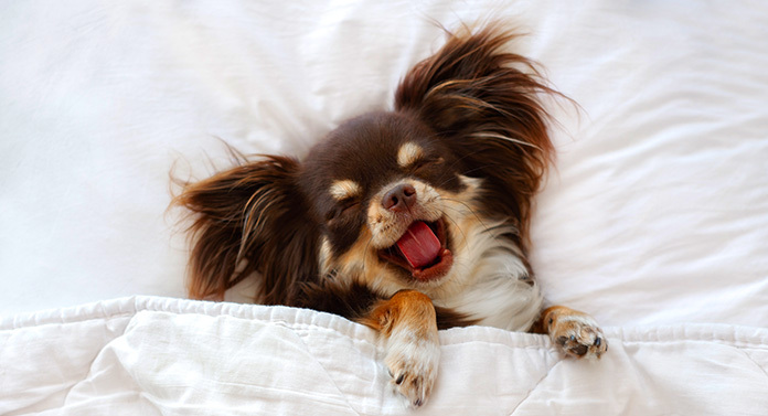 Dog sleeps with blanket in mouth sale