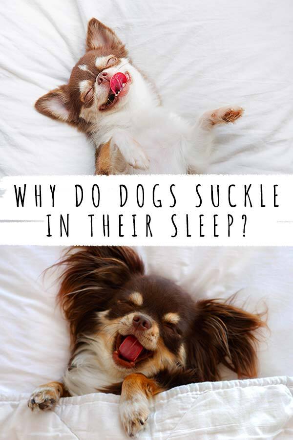 why do dogs suckle in their sleep