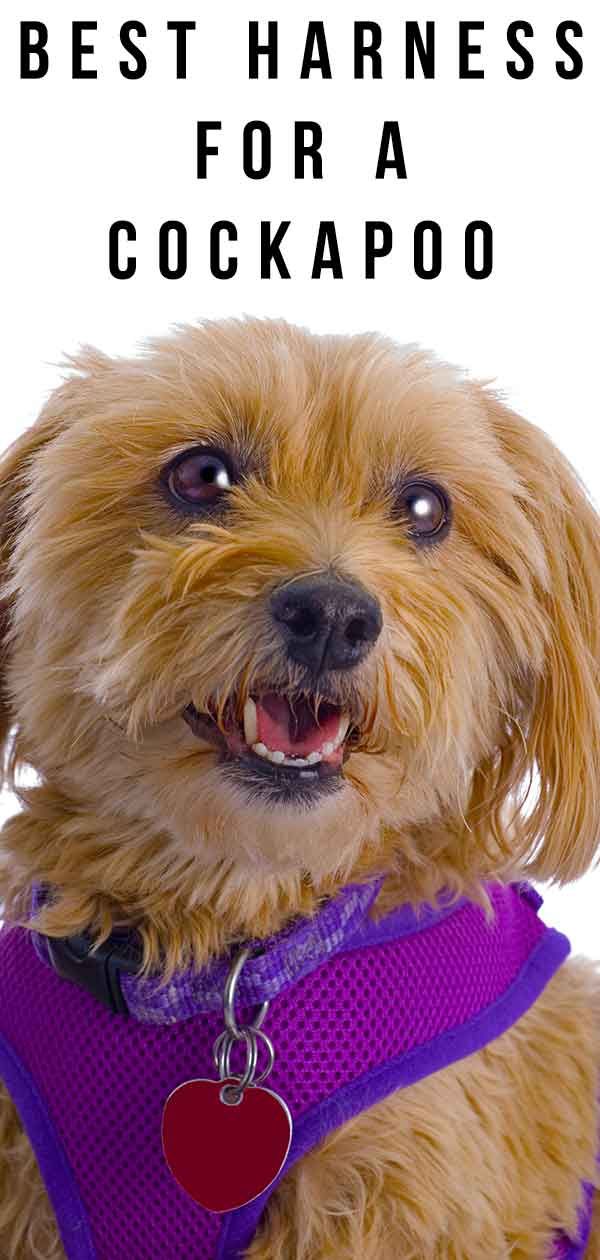 Best Harness For A Cockapoo Walking Your Dog In Comfort