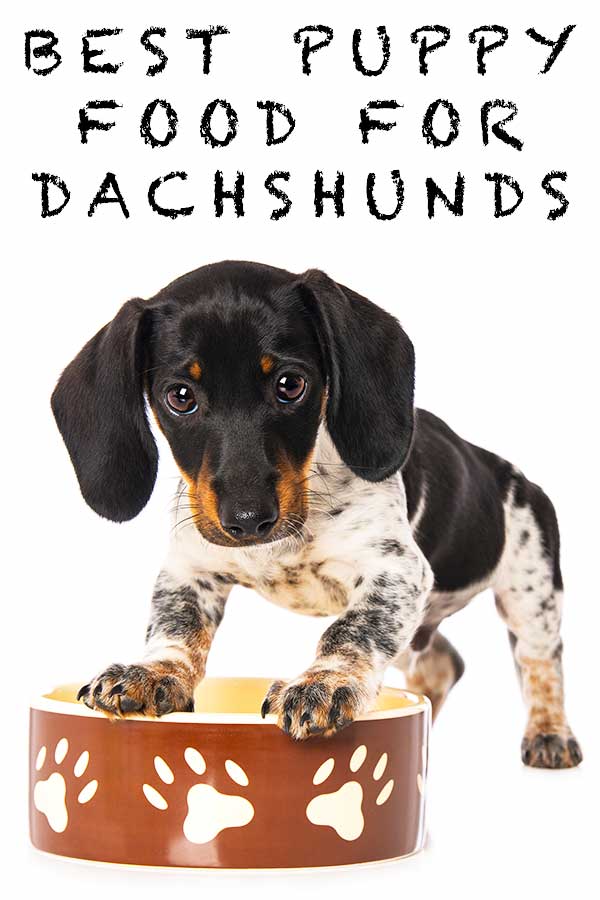 Best Puppy Food For Dachshunds