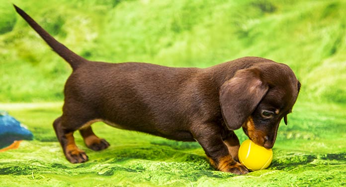 Chocolate Dachshund - Complete Guide To The Brown Dachshund