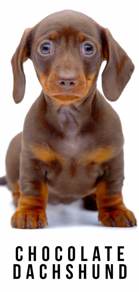 chocolate dachshund