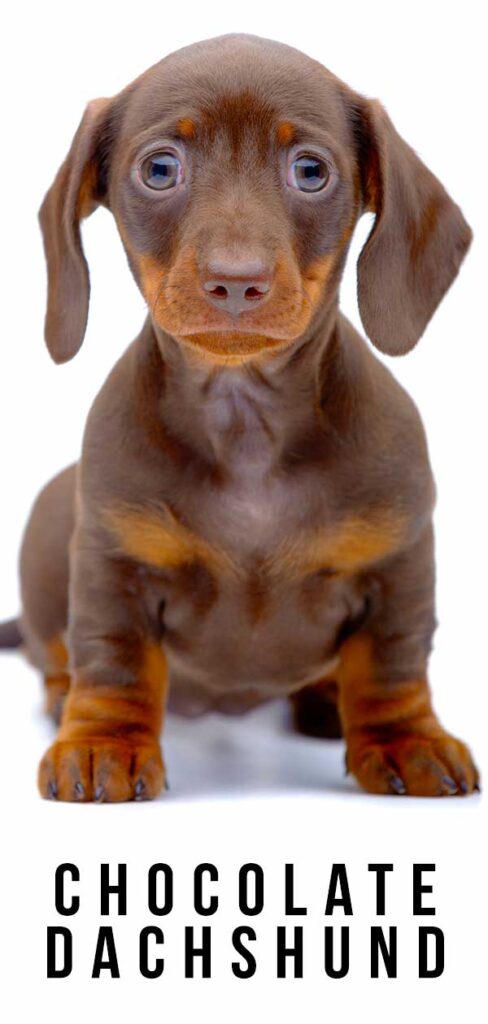 Chocolate Dachshund - Complete Guide To The Brown Dachshund