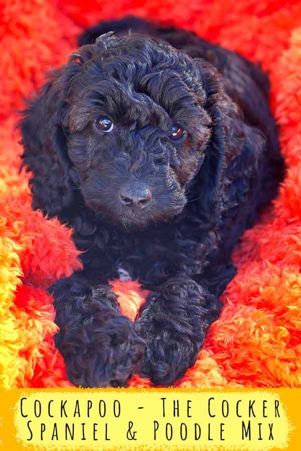 Cocker spaniel and mini hotsell poodle mix