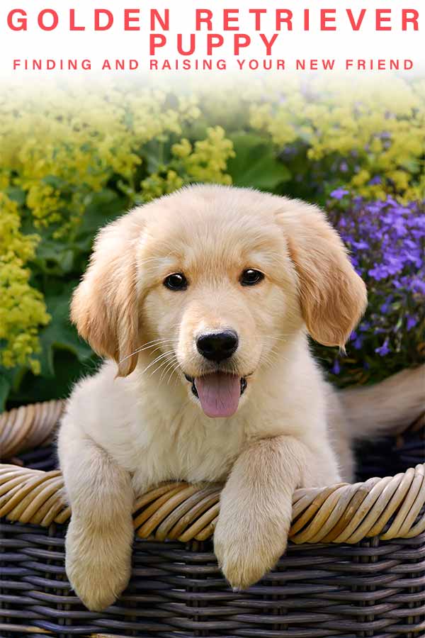 raising a golden retriever puppy