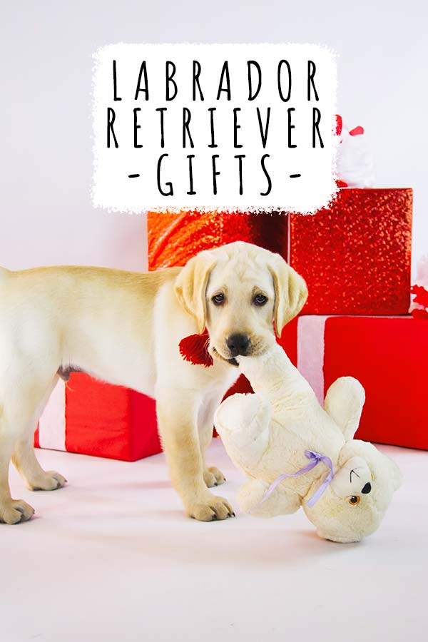 Gele Labrador retriever met een teddy, voor cadeautjes