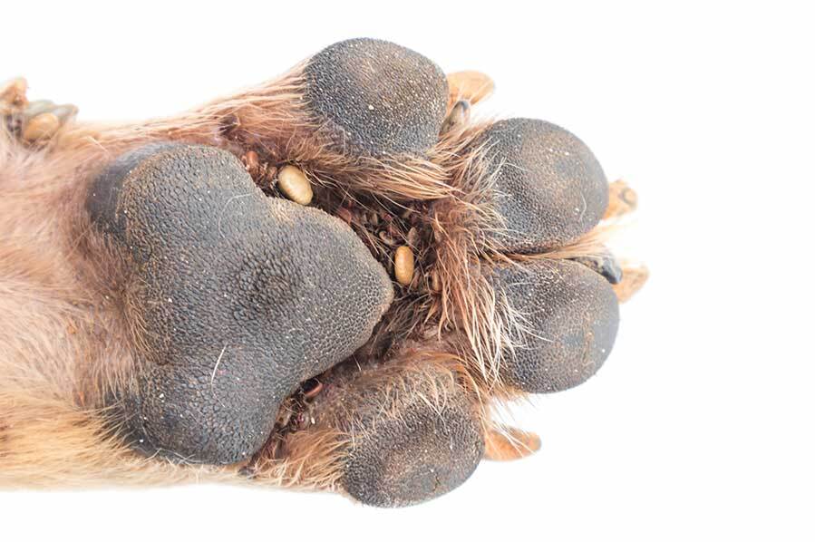 a close up of the underside of a paw with lice on