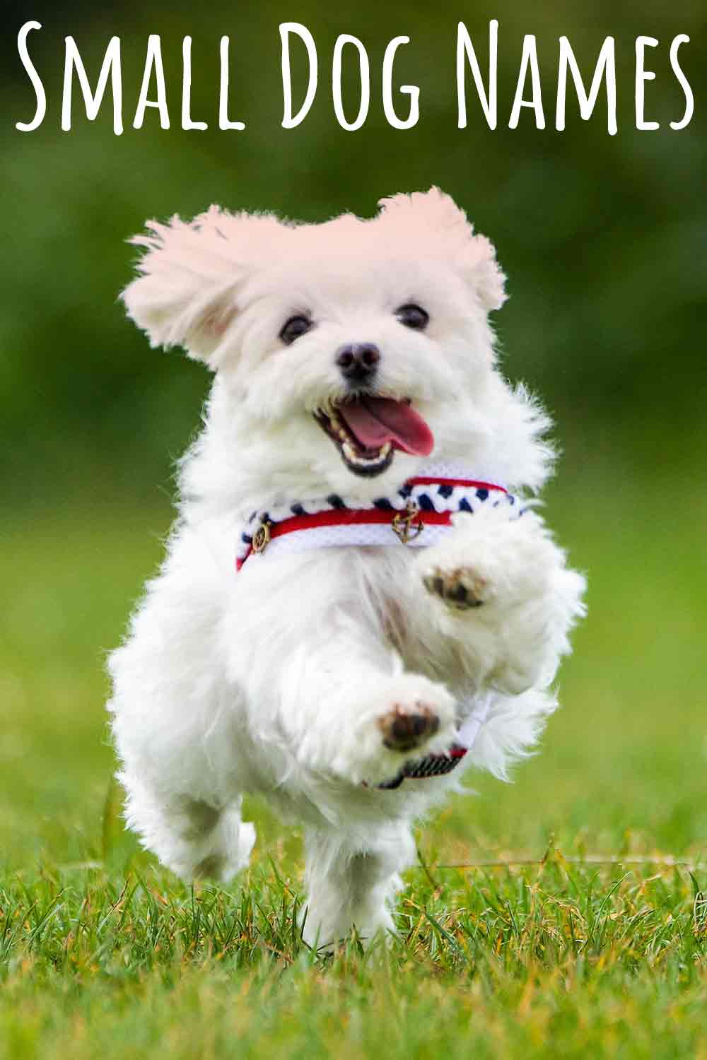 Small Dog Names Adorable Ideas For Naming Your Little Puppy