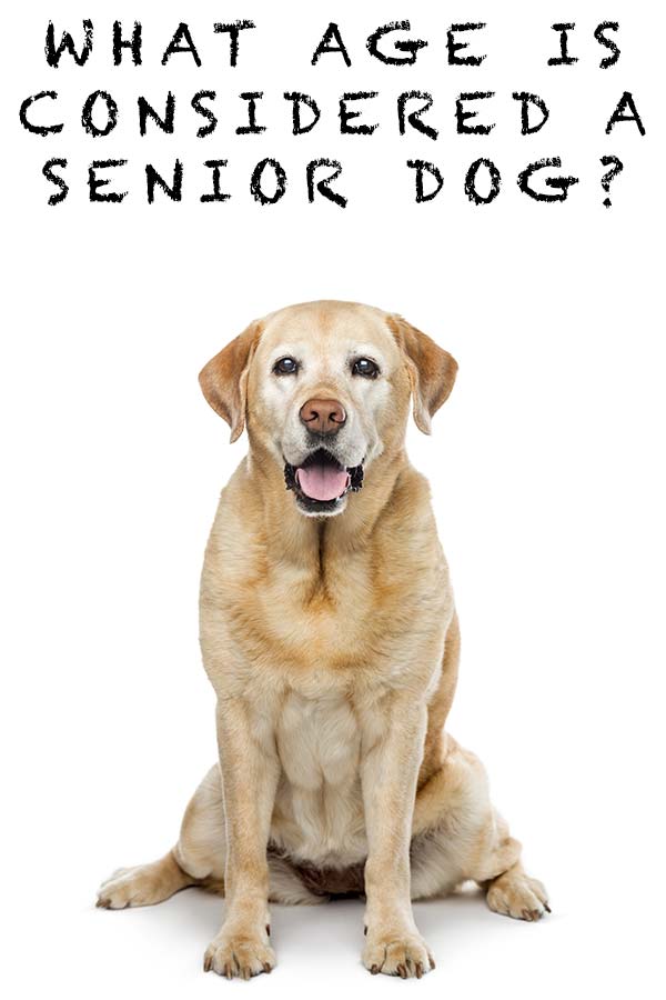 What Age Is Considered An Older Dog