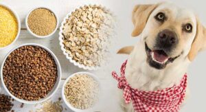 what is a good grain for dogs