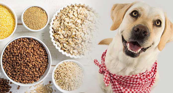 are carbs bad for dogs