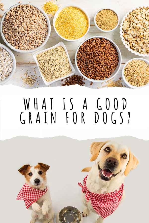 what-is-a-good-grain-for-dogs-analysing-nutritional-value