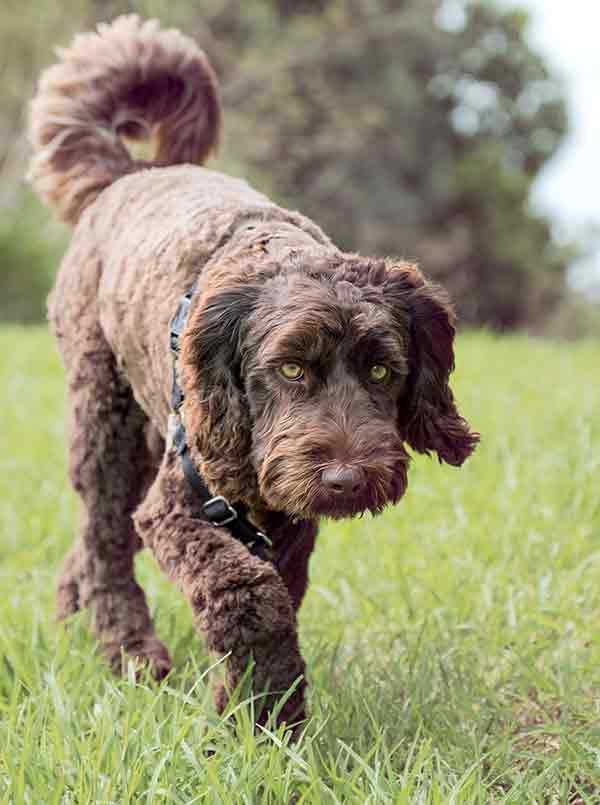 how big do golden labradoodles get