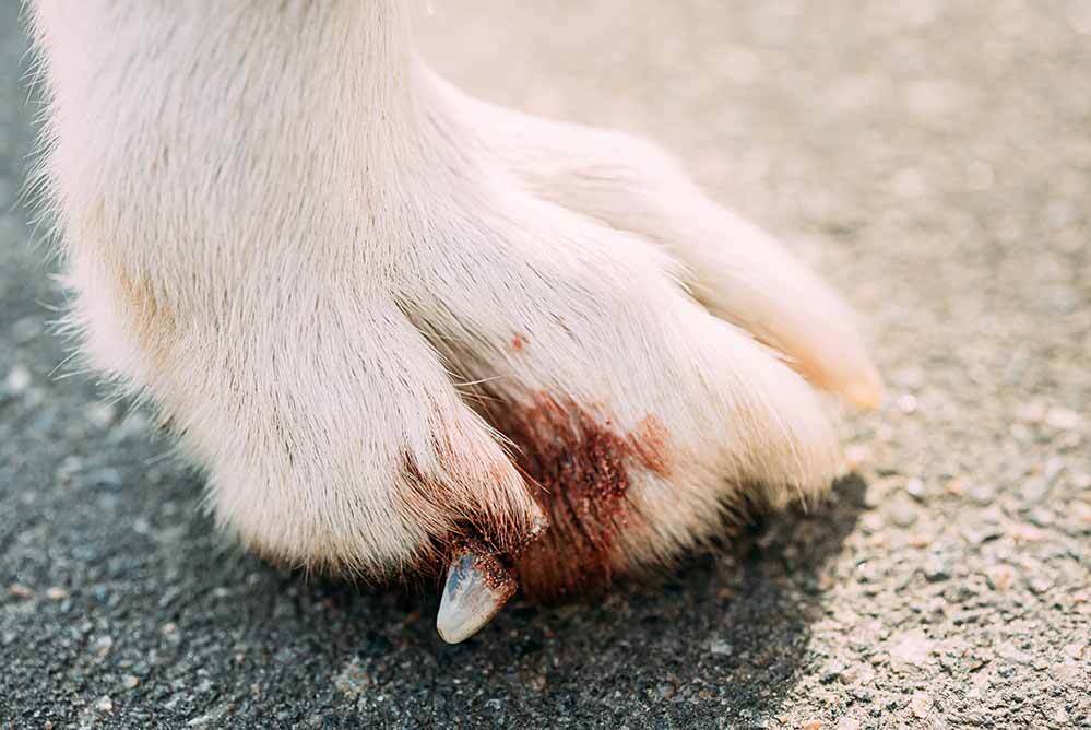 dog biting pads of feet