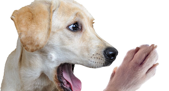 Dog Chewing Paws Why Dogs Chew Their Paws And How To Stop Them