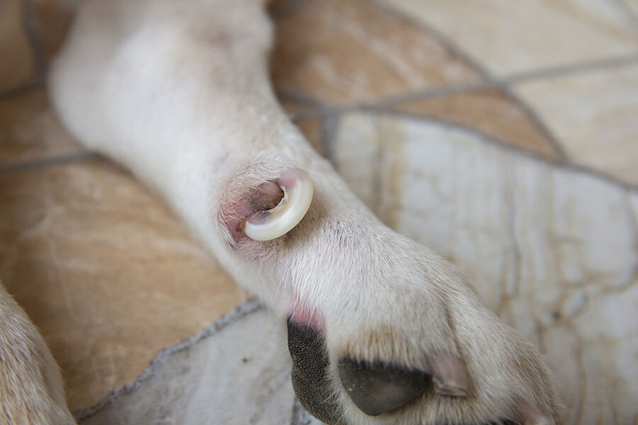 dog biting pads of feet