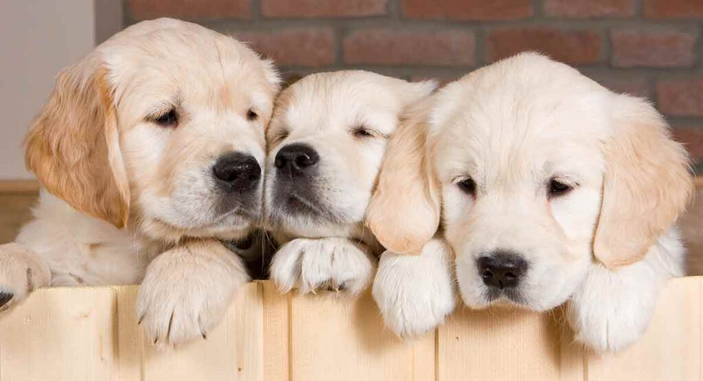 three golden retriever pups