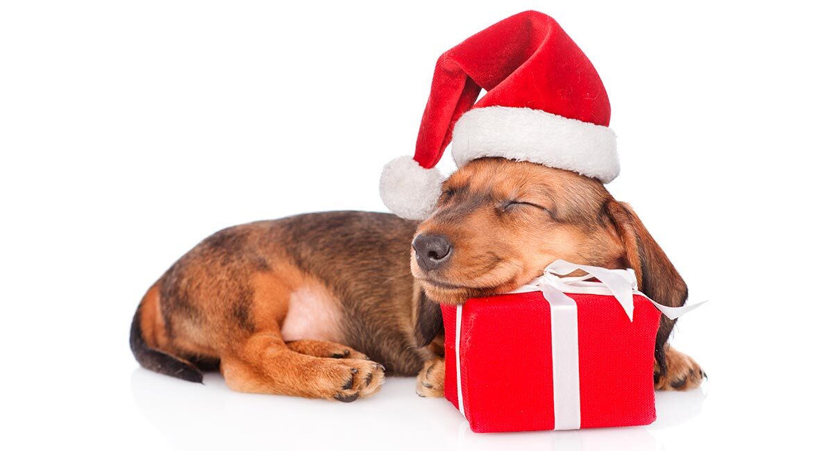wiener dog gifts for her