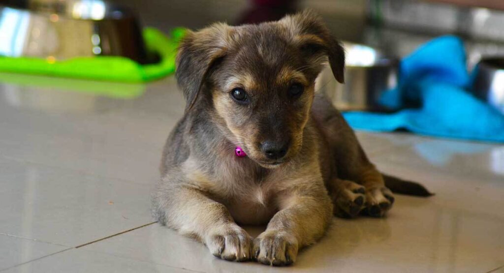 german shepherd saluki