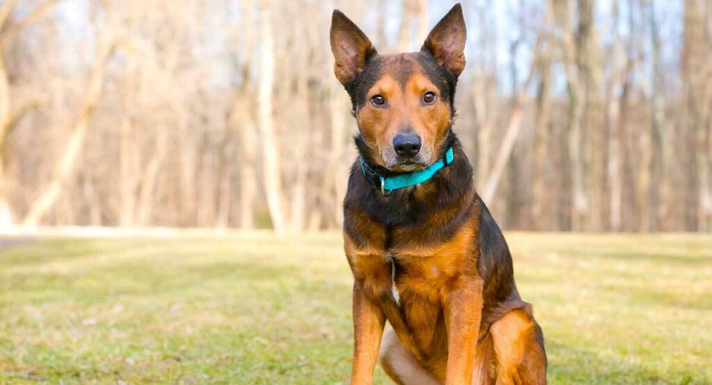 german shepherd terrier mix