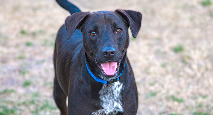 Lab Pointer Mix - Stiùireadh coileanta don mheasgachadh Beurla Pointer Lab