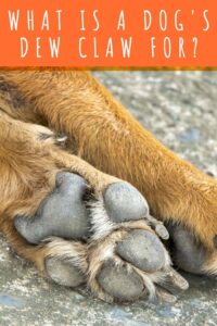 What Is A Dog's Dew Claw For? Taking A Closer Look At Our Dogs' Paws