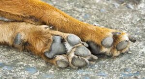 what is a dog's dew claw for