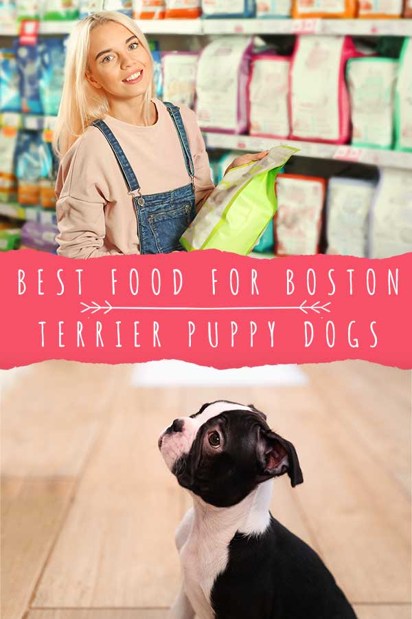 what is the best puppy food for a boston terrier