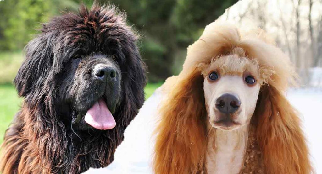 do newfoundlands make good pets