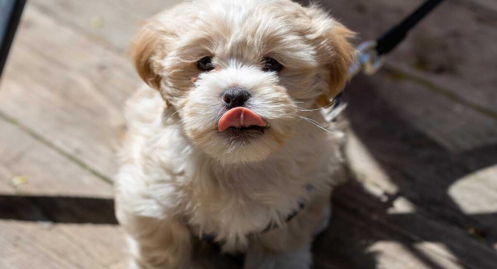 cute shichon puppy with tongue out