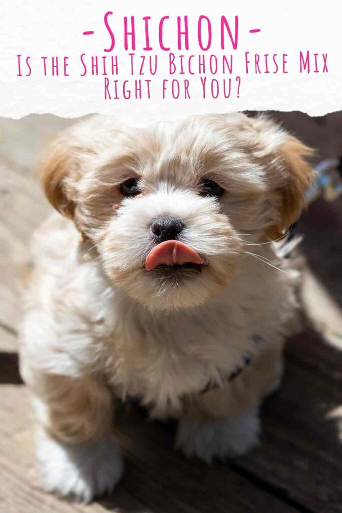 Shih tzu bichon poodle mix puppies for clearance sale