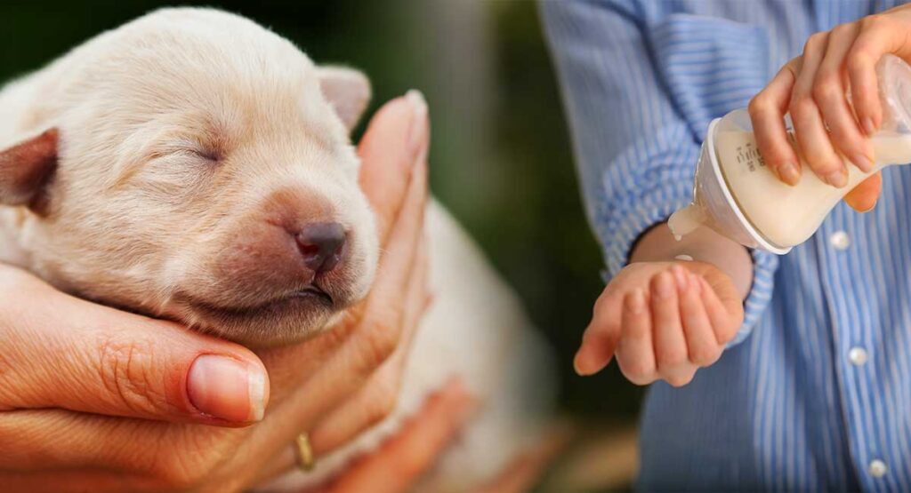 how much milk should newborn puppy drink