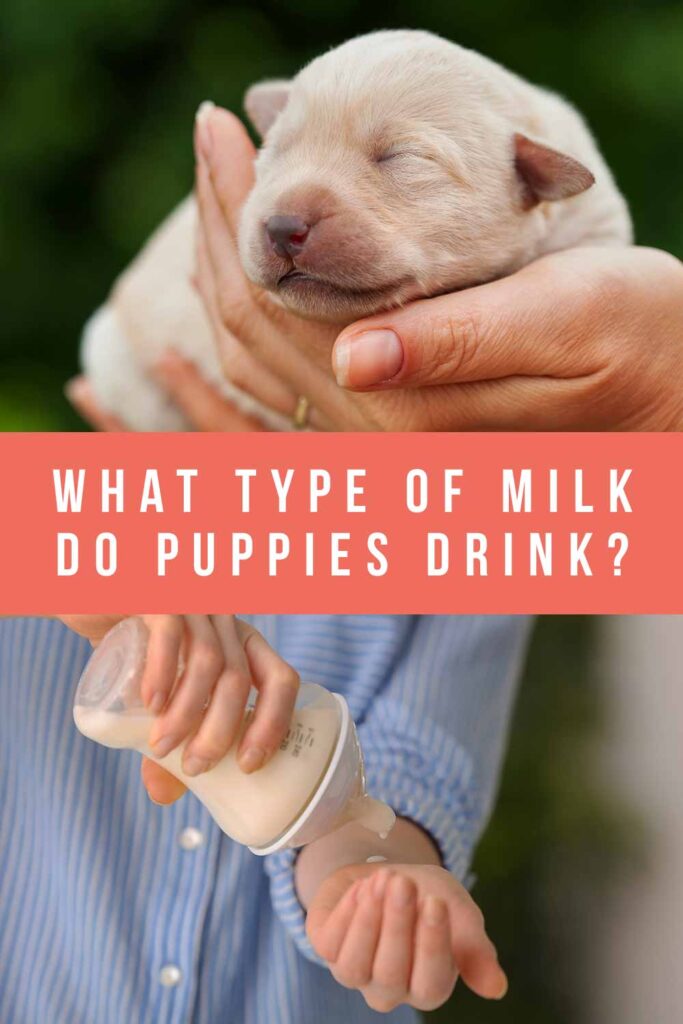 what type of milk do puppies drink