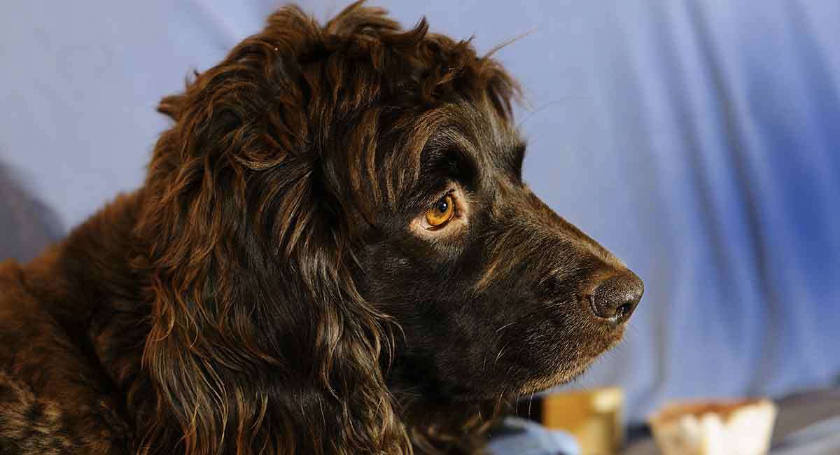 at what age is a boykin spaniel full grown