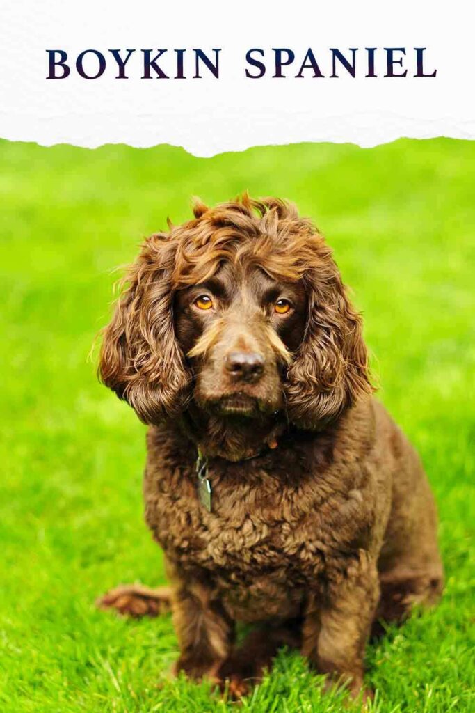 at what age is a boykin spaniel full grown