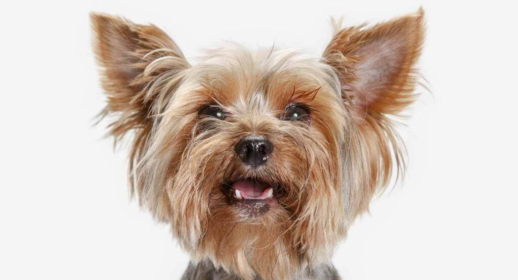 do yorkies shed their puppy coat