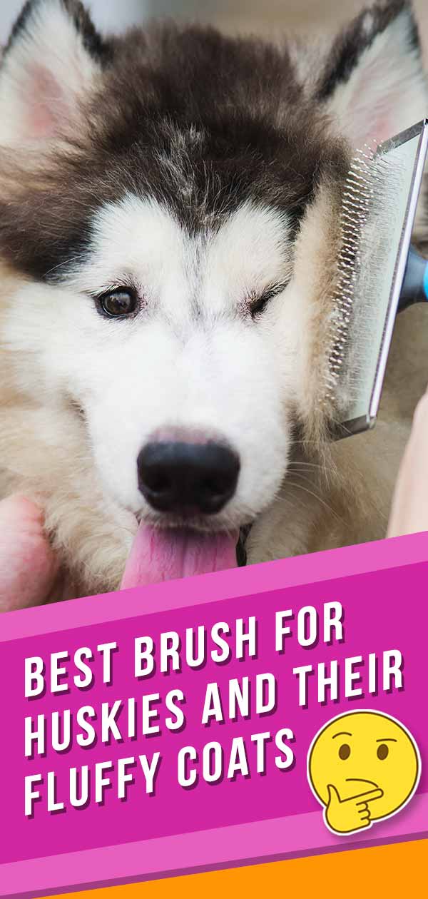 The Best Brush For Huskies